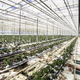 A greenhouse fed by carbon-capture fertilizer system in Zurich, Switzerland.